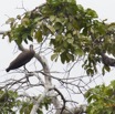 146 LOANGO Inyoungou Riviere Oiseau Ombrette Africaine Scopus umbretta 12E5K2IMG_79252wtmk.jpg